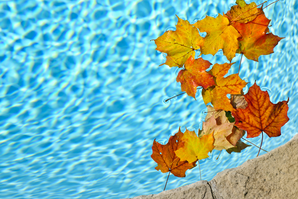 Top 3 End-of-Season Pool Maintenance Tasks Homeowners Forget 1 Fall leaves floating in swimming pool water